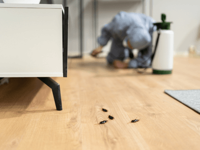About Prime Cura Pest Treatment - pest control experts in Brisbane